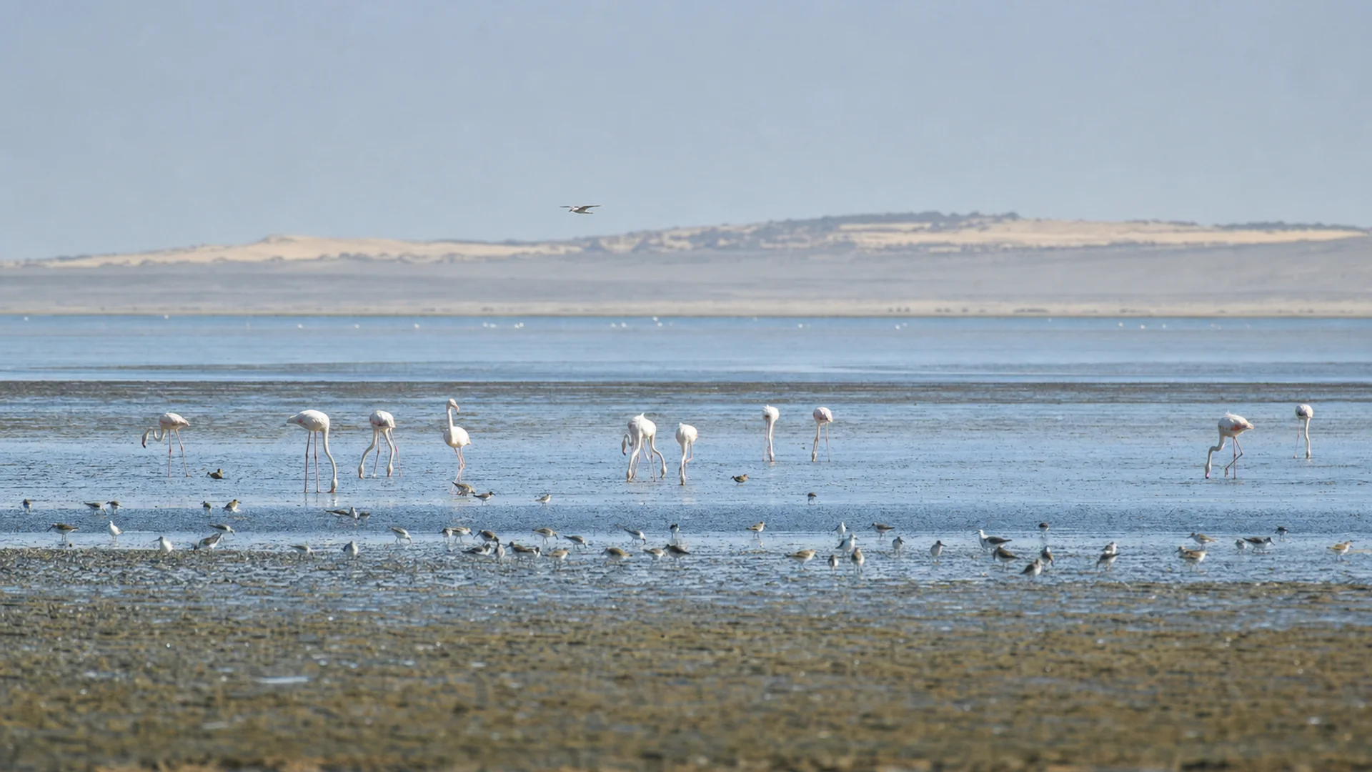 Flamants roses et oiseaux migrateurs observés à distance dans la baie de Dakhla